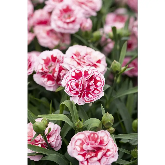 Piardino Clavel - Dianthus caryophyllus, Tamaño de maceta: 15 cm, En función de la variedad - Un primer plano de claveles moteados rosa y blanco con tallos y brotes verdes, creando un ambiente de jardín exuberante y colorido.