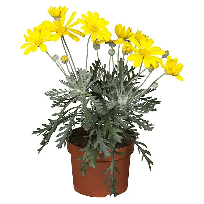 Piardino Margarita Amarilla - Euryops pectinatus, Tamaño de maceta: 14 cm - Primer plano de una planta en maceta con margaritas amarillas y follaje verde plateado sobre un fondo negro.