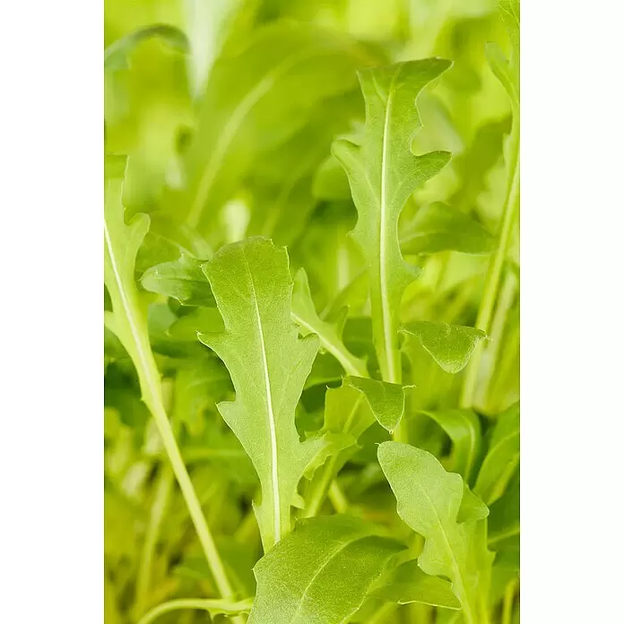 Piardino Wilde Rauke Schale - Diplotaxis tenuifolia - Nahaufnahme von leuchtend grünen, frischen Rucolablättern mit ihrer markanten gelappten Form und ausgeprägten Blattadern.