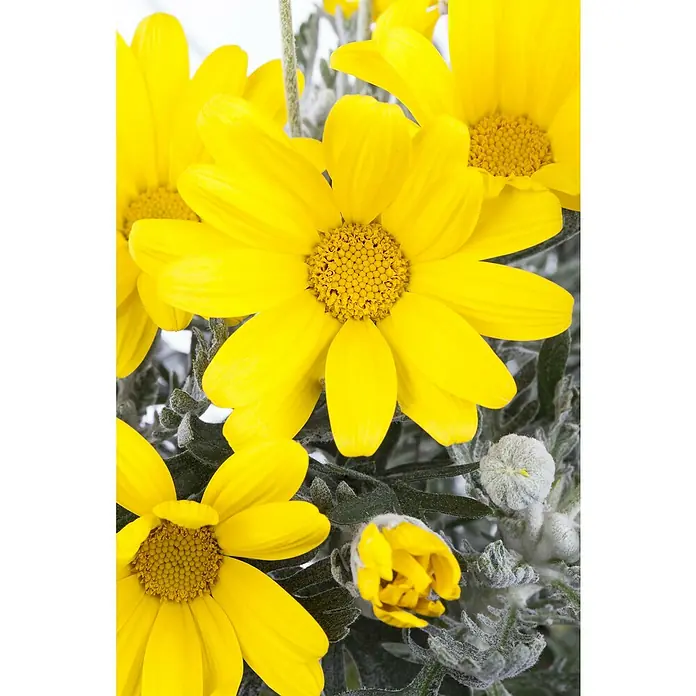 Piardino Margarita Amarilla - Euryops pectinatus, Tamaño de maceta: 14 cm - Primer plano de vibrantes margaritas amarillas con centros florales detallados y un suave follaje plateado.