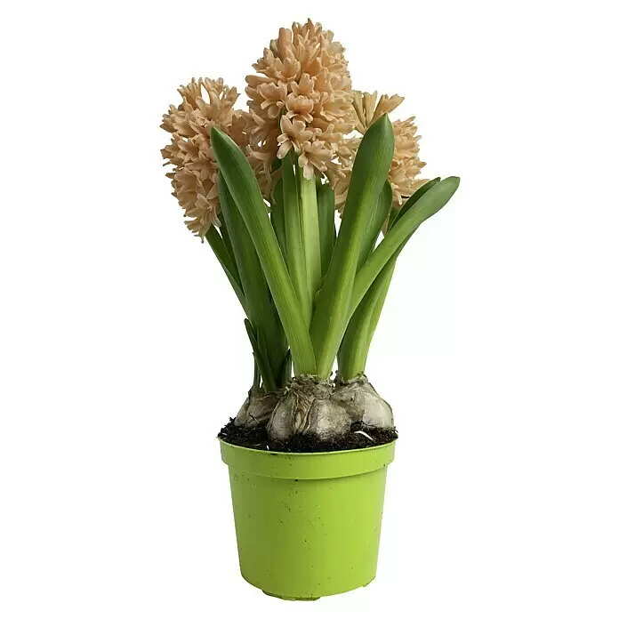 Piardino Frühlingsblumenzwiebeln Hyazinthe 'Gipsy Queen' - Hyacinthus orientalis 'Gipsy Queen', Mehrfarbig - Vorderansicht