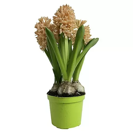 Piardino  Frühlingsblumenzwiebeln Hyazinthe 'Gipsy Queen'