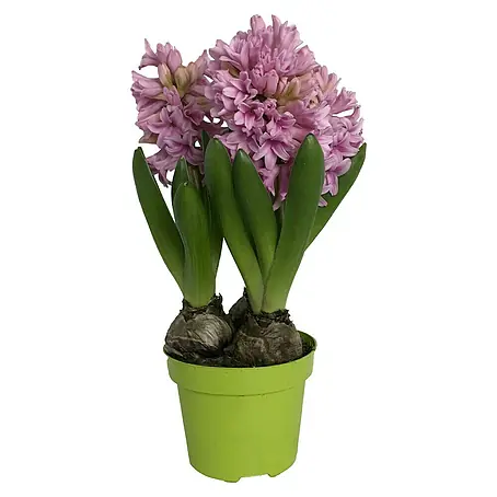 Piardino  Frühlingsblumenzwiebeln Hyazinthe 'Pink Pearl'