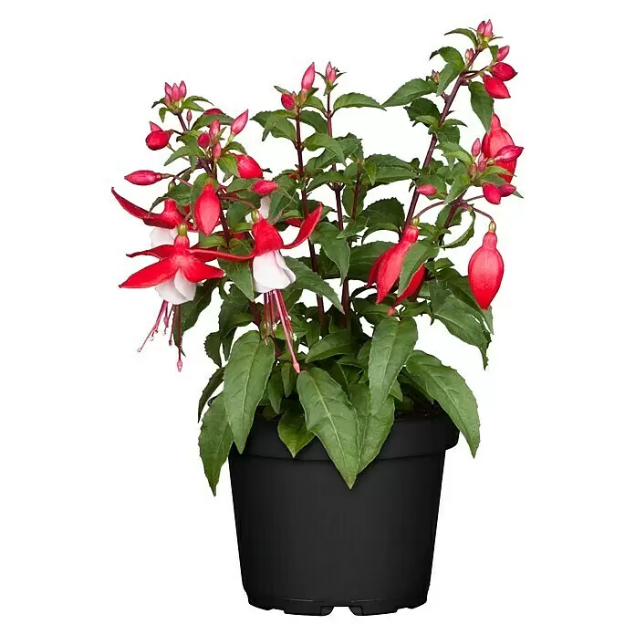 Piardino Fuchsie - Fuchsia Hybride, Topfgröße: 16 cm, Mehrfarbig - Vorderansicht