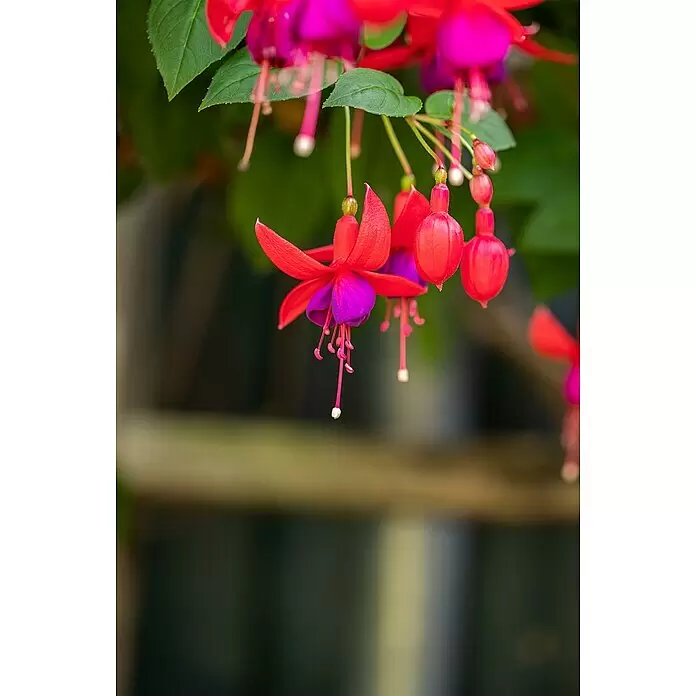 Piardino Fuchsie - Fuchsia Hybride, Topfgröße: 16 cm, Mehrfarbig - Detailaufnahme