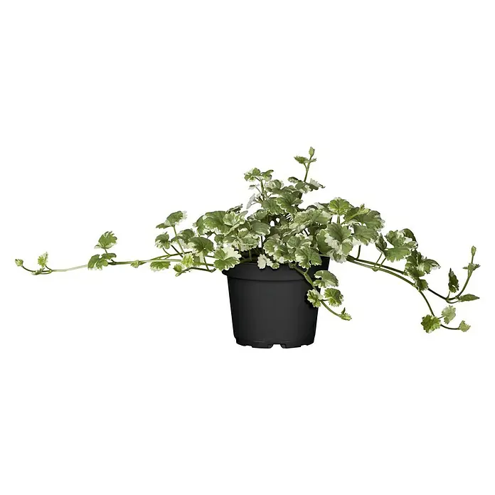Piardino Gundermann - Glechoma hederacea, Topfgröße: 13 cm - Eine Topfpflanze mit grün-weiß panaschierten Blättern in einem schwarzen Topf, die auf einem schwarzen Hintergrund steht.