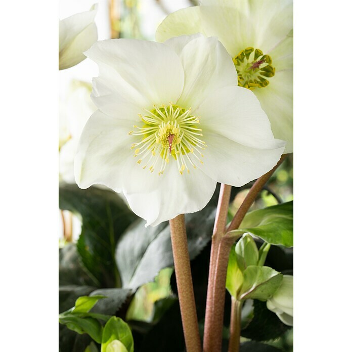 Piardino ChristroseHelleborus niger, Topfgröße: 14 cm, Weiß Detail Shot