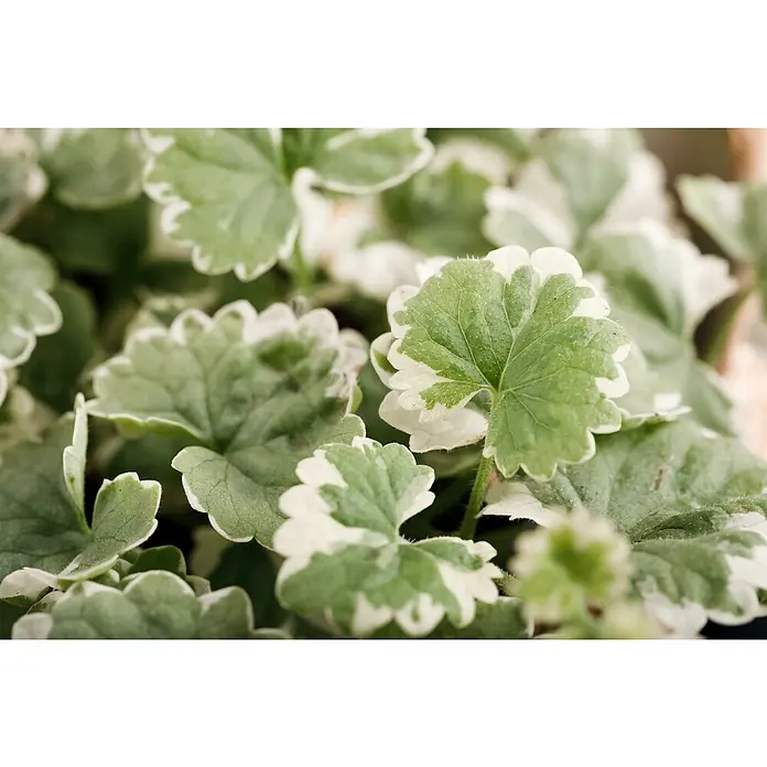 Piardino Gundermann - Glechoma hederacea, Topfgröße: 13 cm - Nahaufnahme einer kriechenden Günselpflanze mit grün-weiß panaschierten Blättern.