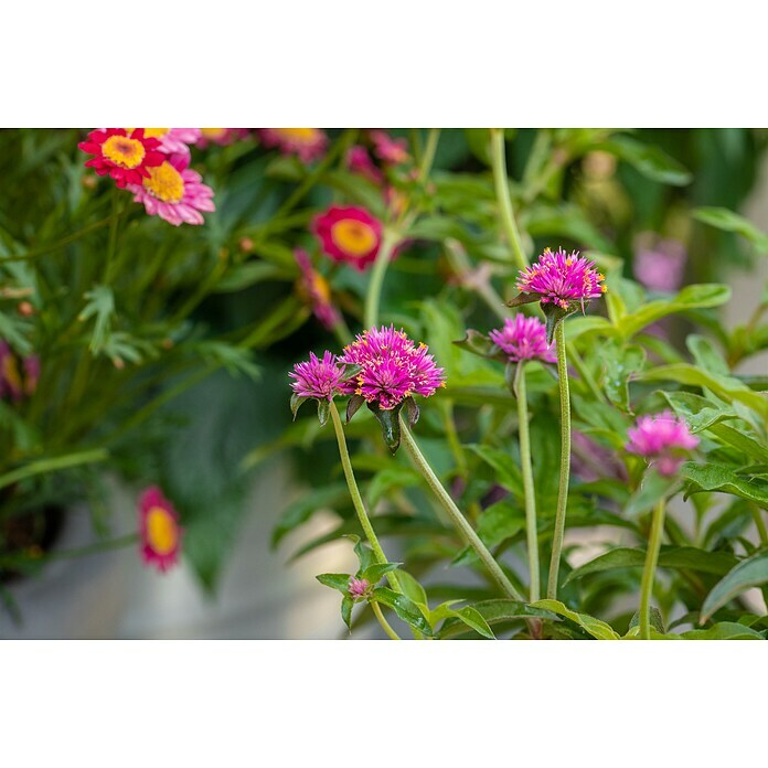 Gomphrena globosa 12
