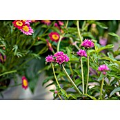 Gomphrena globosa 12