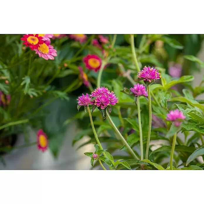 Piardino Kugelamarant - Gomphrena globosa, Topfgröße: 12 cm, Sortenabhängig - Detailaufnahme
