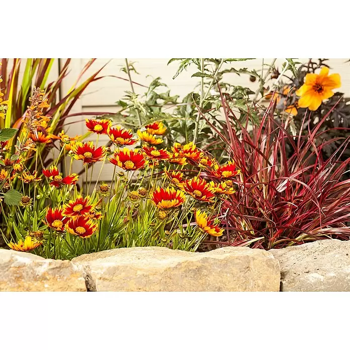 Piardino Prärie-Kokardenblume -  - Ein lebendiges Gartenbeet mit roten und gelben Blumen, hohen Ziergräsern und einer orange blühenden Pflanze hinter einer Steinbegrenzung.