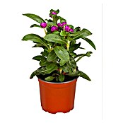 Gomphrena globosa 12