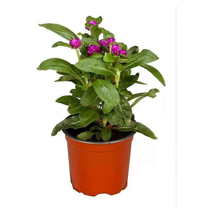 Piardino Kugelamarant - Gomphrena globosa, Topfgröße: 12 cm, Sortenabhängig - Vorderansicht