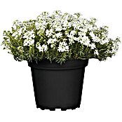 Iberis sempervirens 11  weiss