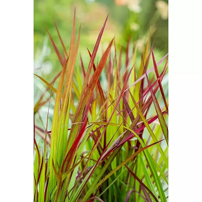 Piardino Japanisches Blutgras - Imperata cylindrica 'Red Baron', Topfgröße: 23 cm - Lebhaftes rotes und grünes Ziergras mit spitzen Halmen.