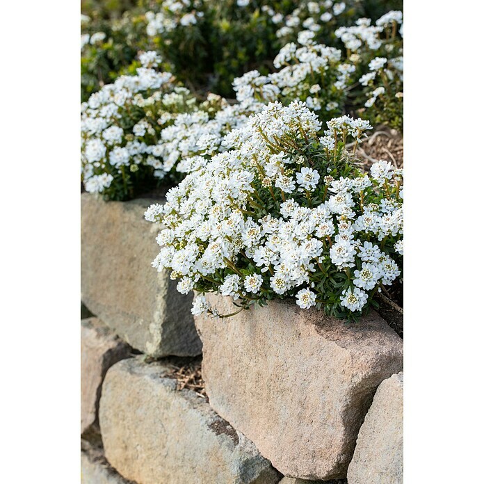 Piardino SchleifenblumeIberis sempervirens, Topfgröße: 10,5 cm, Weiß Detail Shot