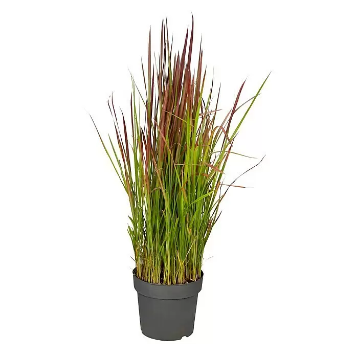 Piardino Japanisches Blutgras - Imperata cylindrica 'Red Baron', Topfgröße: 23 cm - Topfpflanze mit leuchtend grünen und rotbraunen Blättern in einem dunkelgrauen Topf.