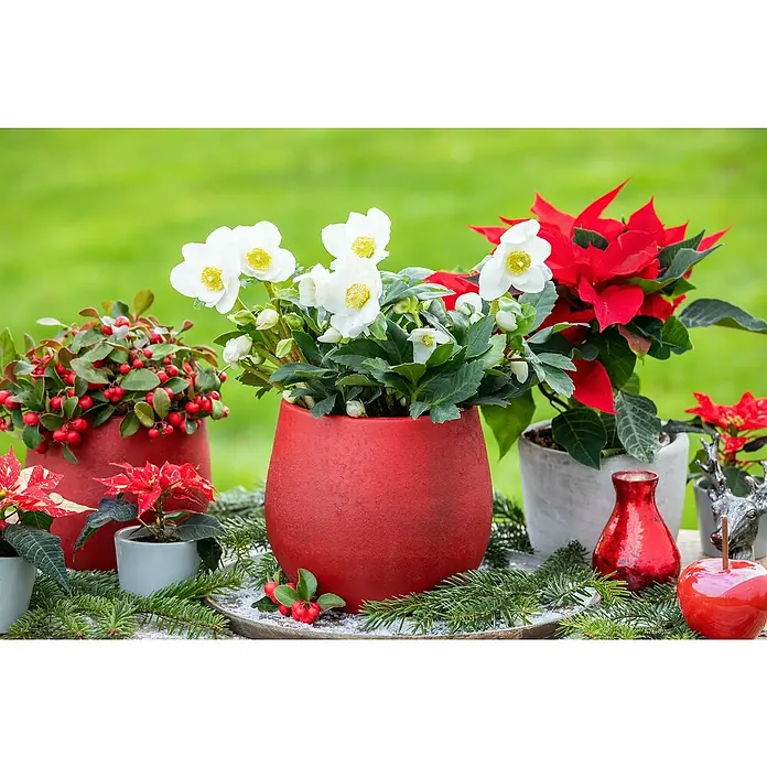 Piardino ChristroseHelleborus niger, Topfgröße: 14 cm, Sortenabhängig - Winterliche Gartenszene mit roten und weißen blühenden Topfpflanzen, die eine festliche und natürliche Atmosphäre schaffen.