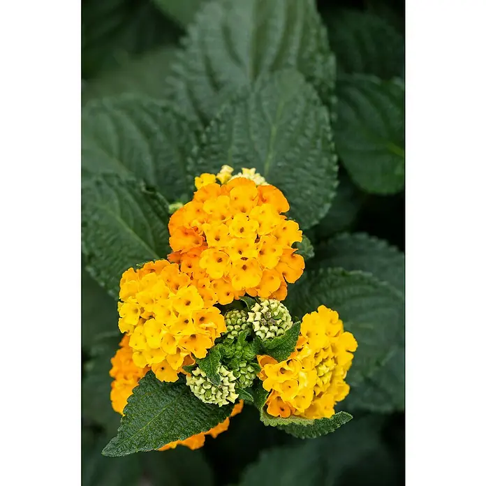 Piardino WandelröschenLantana Camara Hybrid, Topfgröße: 17 cm - Nahaufnahme einer gelb-orangenen Lantana-Blüte mit grünen Blättern. Die Blüten sind dicht und lebendig, ein schöner Blickfang.