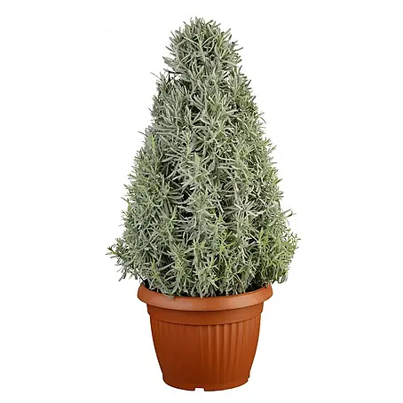 Piardino Lavanda