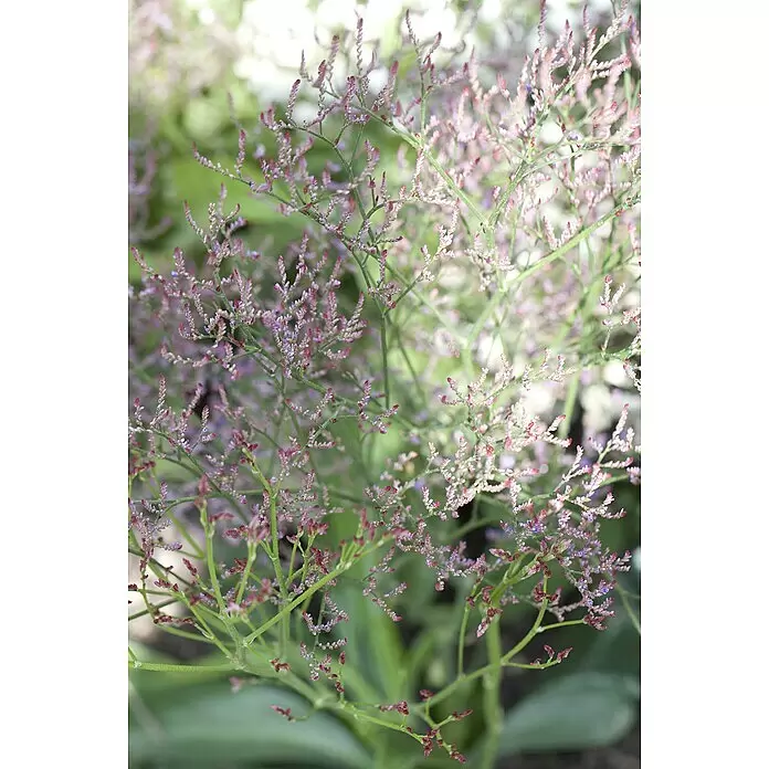 Piardino Strandflieder - Botanische Bezeichnung: Limonium latifolium, Topfgröße: 19 cm
