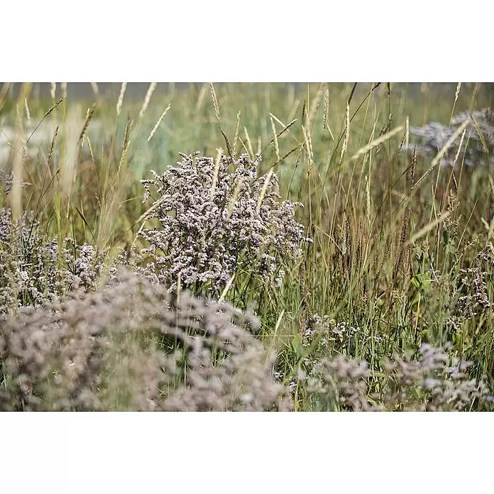 Piardino Strandflieder - Botanische Bezeichnung: Limonium latifolium, Topfgröße: 19 cm