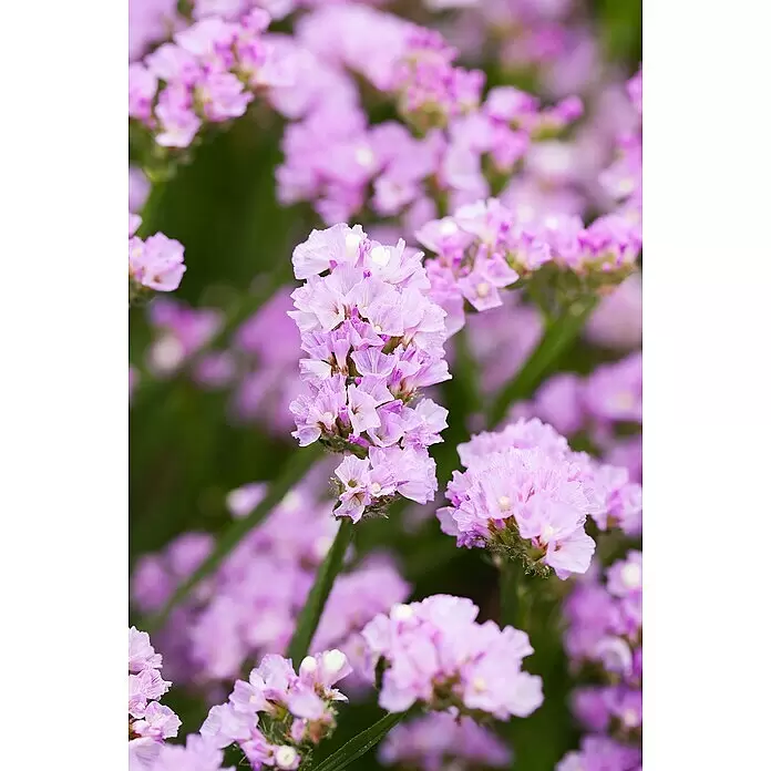 Piardino Strandflieder - Botanische Bezeichnung: Limonium latifolium, Topfgröße: 19 cm