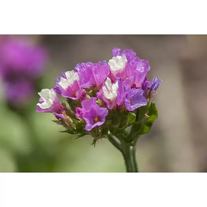 Piardino Strandflieder - Botanische Bezeichnung: Limonium latifolium, Topfgröße: 19 cm