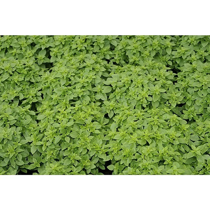 Blu Bio Oregano - Origanum vulgare, Topfgröße: 12 cm - Nahaufnahme von üppigem, grünen Zitronenbasilikum, perfekt für kulinarische Genüsse und aromatische Gärten.