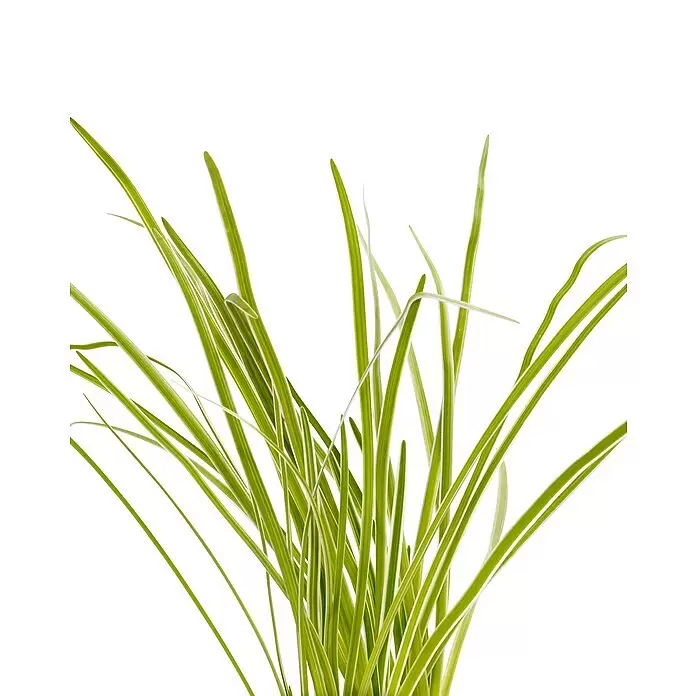 Blu Bio Knoblauch GrasTulbaghia violacea