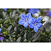 Lithodora 18 heavenly blue mit blauen To