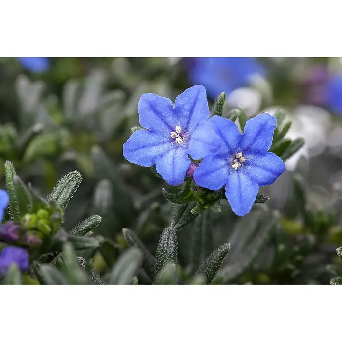 Piardino Staude Garten-Scheinsteinsame - Lithodora diffusa, Topfgröße: 18 cm - Nahaufnahme von strahlend blauen Anchusa cespitosa Blüten, die ihre zarten Details und leuchtenden Farben zur Schau stellen.