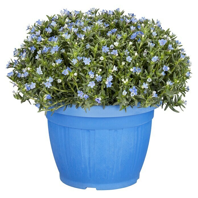 Lithodora 18 heavenly blue mit blauen To