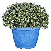 Lithodora 18 heavenly blue mit blauen To