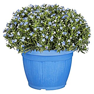 Piardino Staude Garten-Scheinsteinsame (Lithodora diffusa, Topfgröße: 18 cm)