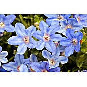 Lithodora 18 heavenly blue mit blauen To