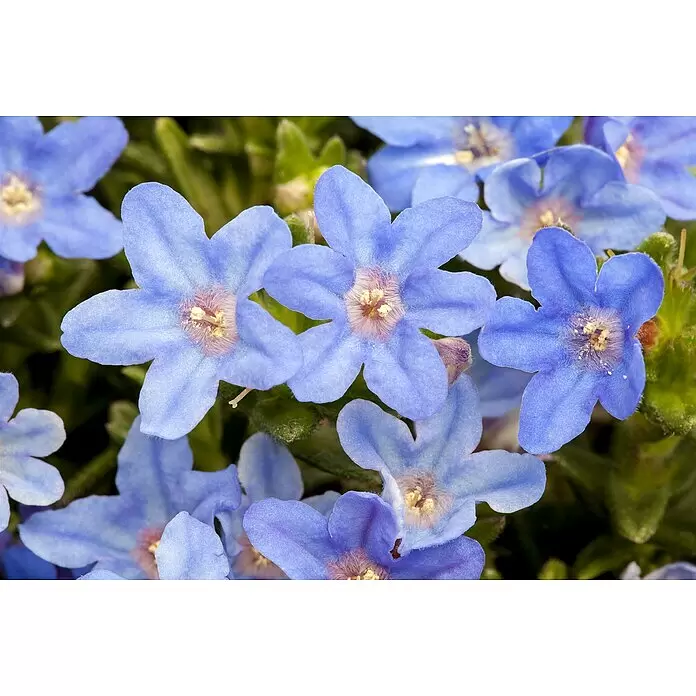 Piardino Staude Garten-Scheinsteinsame - Lithodora diffusa, Topfgröße: 18 cm - Detailaufnahme