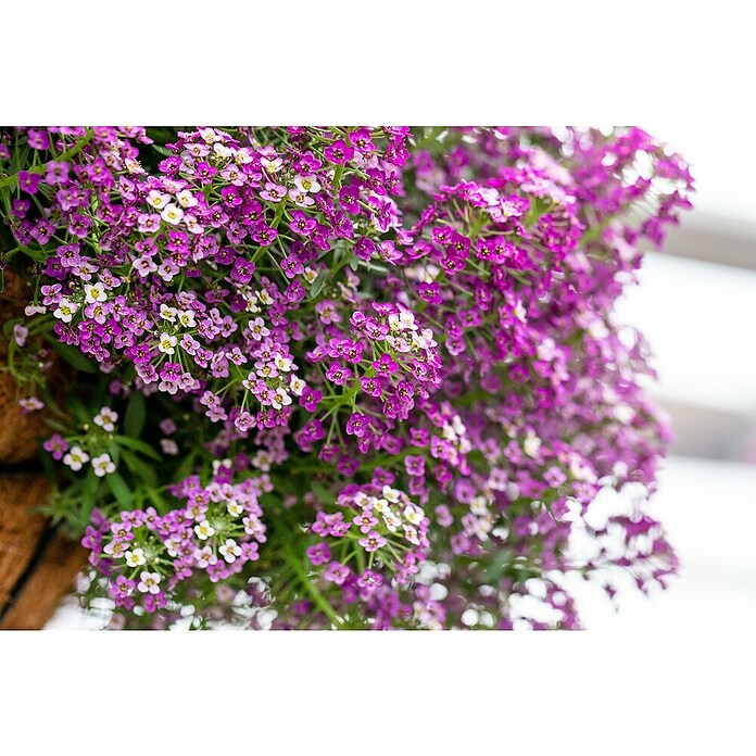 Piardino Lobularia (Lobularia maritima, Tamaño de maceta: 12 cm, En función de la variedad) | BAUHAUS