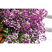 Piardino Lobularia (Lobularia maritima, Tamaño de maceta: 12 cm, En función de la variedad) | BAUHAUS