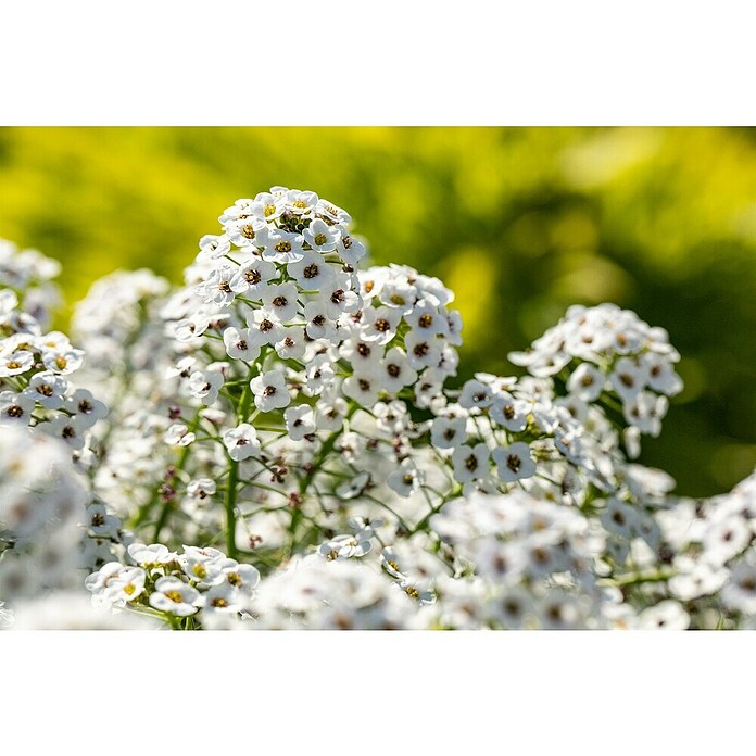 Piardino Lobularia (Lobularia maritima, Tamaño de maceta: 12 cm, En función de la variedad) | BAUHAUS