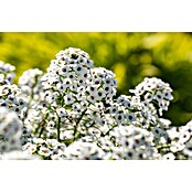 Piardino Lobularia (Lobularia maritima, Tamaño de maceta: 12 cm, En función de la variedad) | BAUHAUS