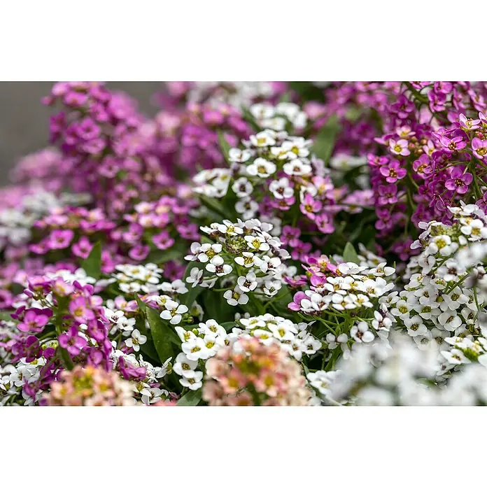 Piardino Lobularia - Lobularia maritima, Tamaño de maceta: 13 cm, En función de la variedad - Primer plano de flores de aliso coloridas en violeta, blanco y rosa, que muestran sus delicados pétalos y densos racimos.