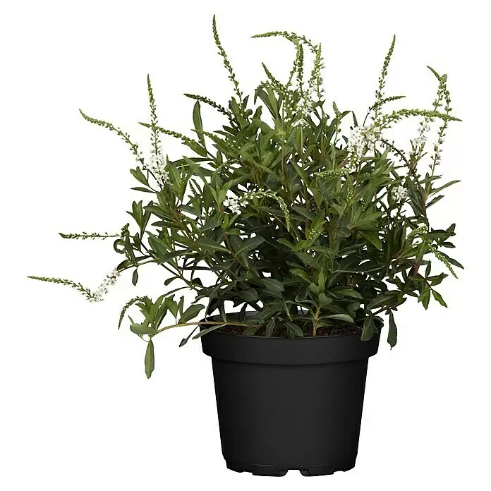 Piardino Felberich - Lysimachia fortunei Autumn Snow, Topfgröße: 13 cm, Weiß - Topfpflanze mit grünen Blättern und weißen Blüten in einem schwarzen Kunststofftopf.