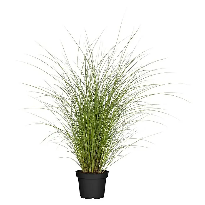 Piardino Garten-Chinaschilf - Miscanthus sinensis 'Gracillimus', Topfgröße: 19 cm - Das Bild zeigt eine dekorative Ziergras-Pflanze in einem schwarzen Topf, ideal für Innenräume oder als Akzent im Garten.