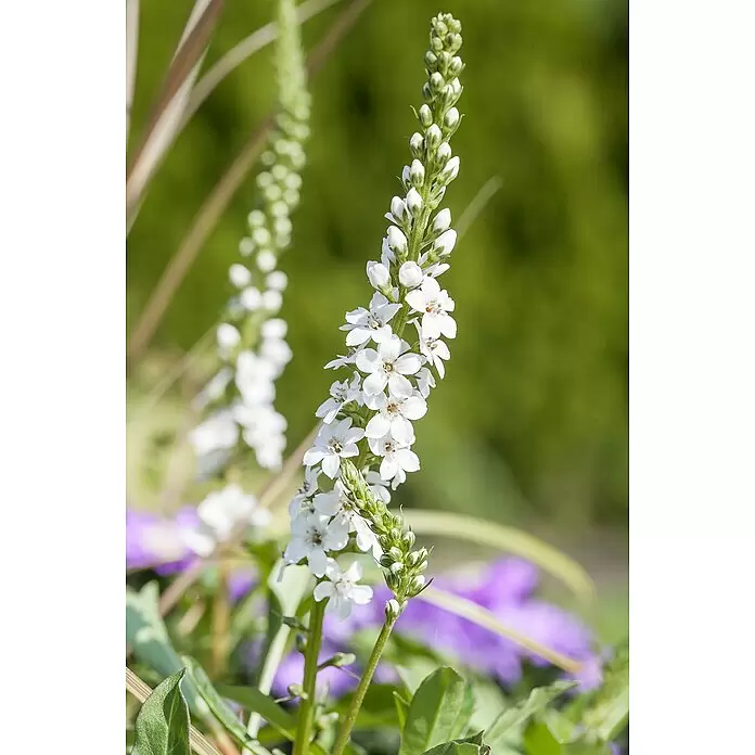 Piardino Felberich - Lysimachia fortunei Autumn Snow, Topfgröße: 13 cm, Weiß - Zahlreiche kleine weiße Blüten mit Knospen blühen an einem hohen, schlanken Blütenstand.