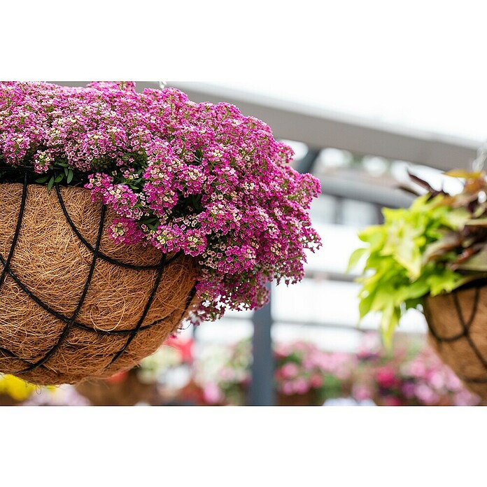 Piardino Lobularia (Lobularia maritima, Tamaño de maceta: 12 cm, En función de la variedad) | BAUHAUS