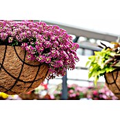 Piardino Lobularia (Lobularia maritima, Tamaño de maceta: 12 cm, En función de la variedad) | BAUHAUS