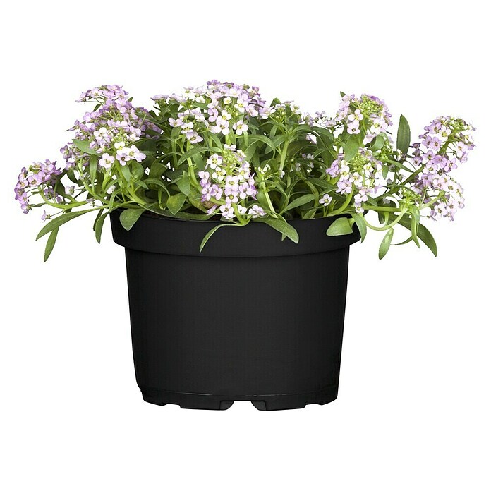 Piardino Lobularia (Lobularia maritima, Tamaño de maceta: 12 cm, En función de la variedad) | BAUHAUS