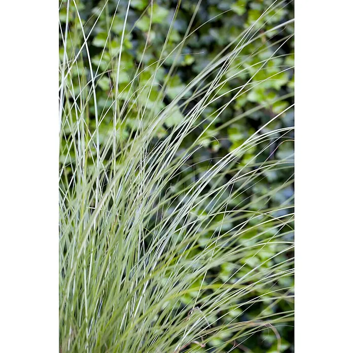 Piardino Garten-Chinaschilf - Miscanthus sinensis 'Gracillimus', Topfgröße: 19 cm - Nahaufnahme von Ziergras mit langen, schlanken Halmen in einem Garten, Hintergrund ist eine grüne Hecke.